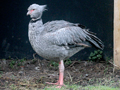 Southern Screamer